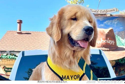 金毛市长娱乐吃瓜酱